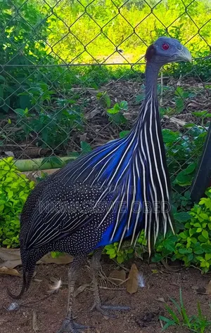Mature Beautiful Vulturine