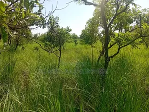 Farm Land For Sale In Pader