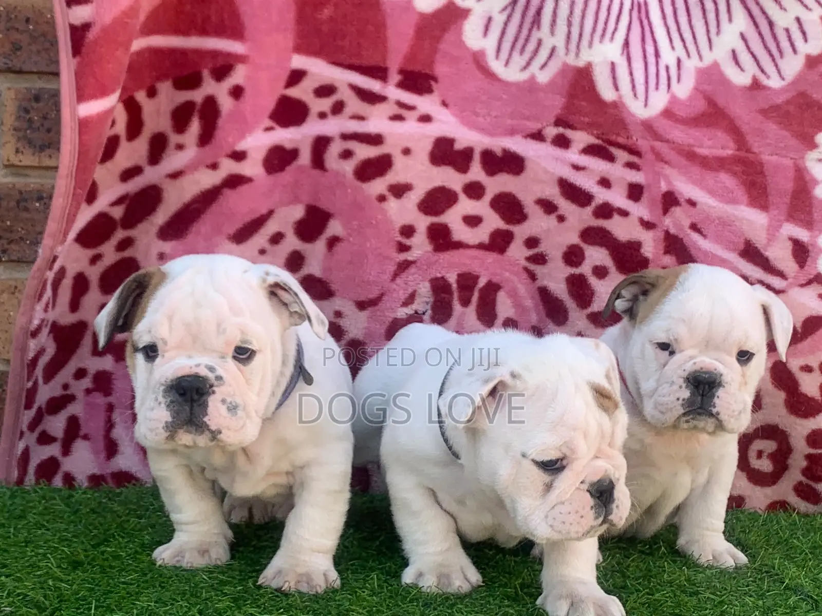 1-3 months Female Purebred Bulldog