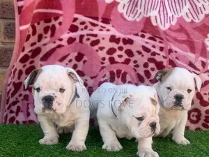 1-3 months Female Purebred Bulldog