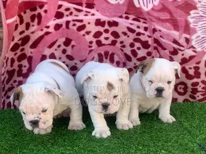 1-3 months Female Purebred Bulldog