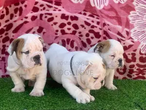 1-3 months Male Purebred Bulldog