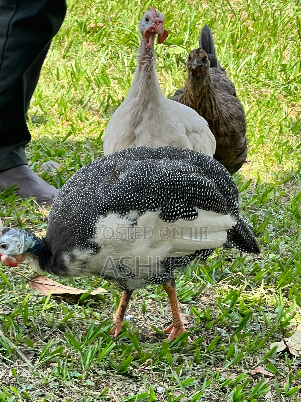 Local Guinea Fowls