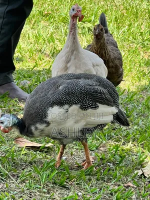 Local Guinea Fowls