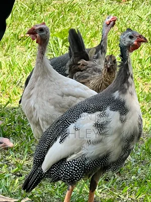 Local Guinea Fowls