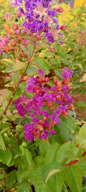 Pride of India,Bold Blooms