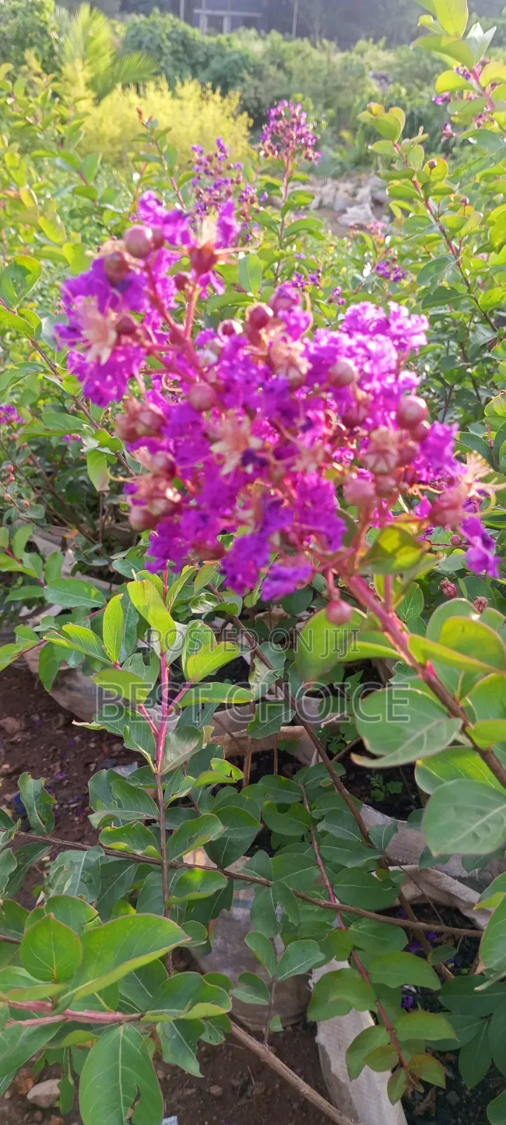Pride of India,Bold Blooms