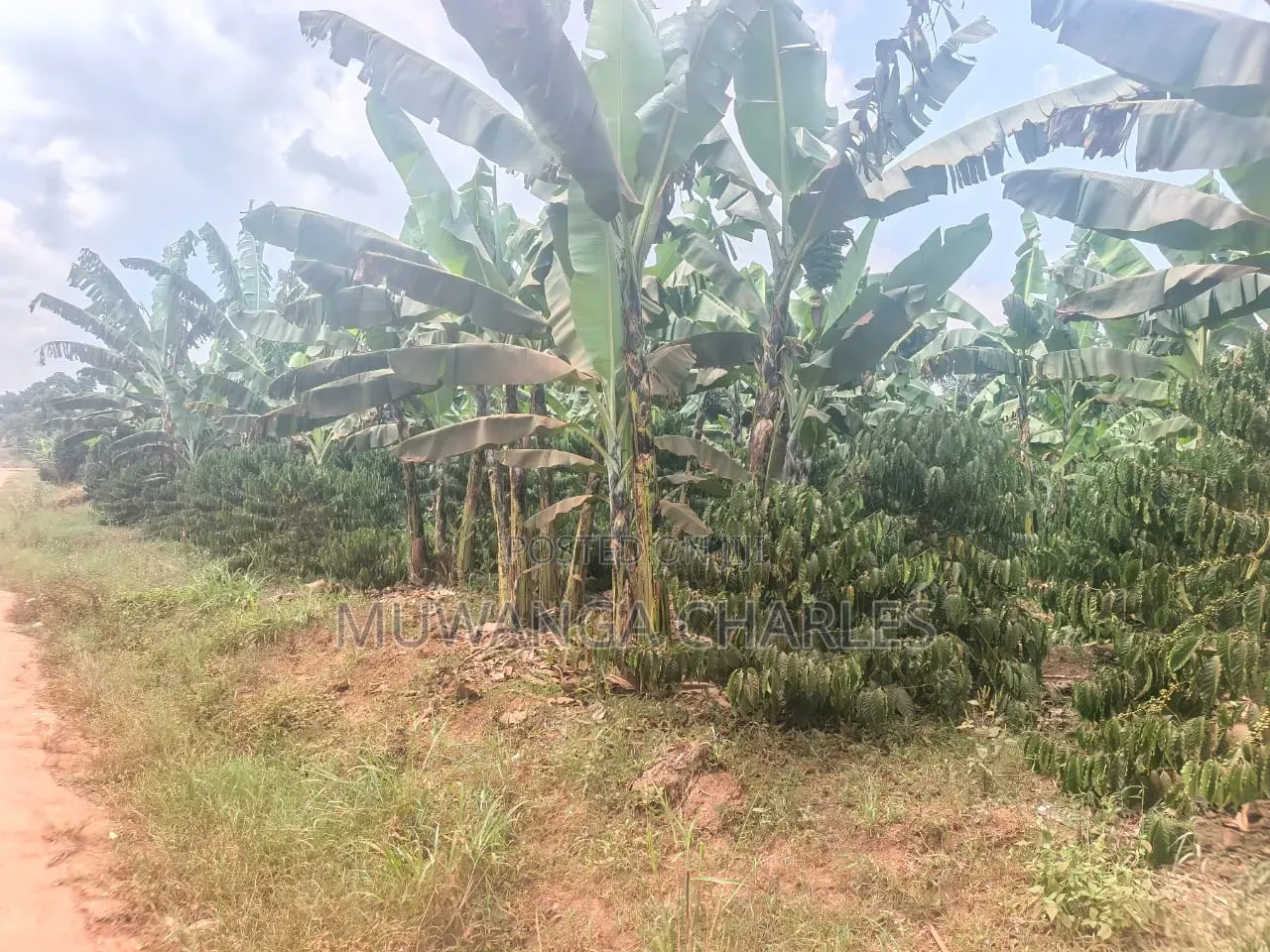 Land on Sale in Semuto