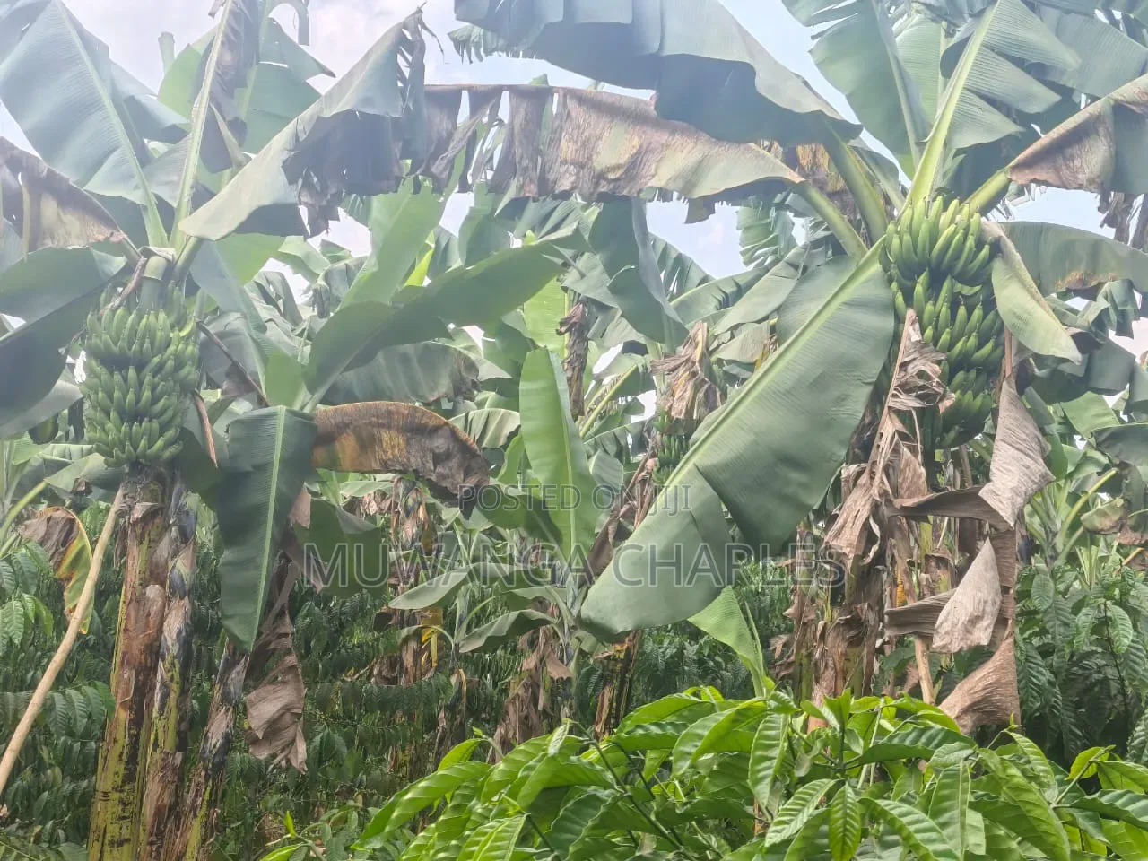 Land on Sale in Semuto