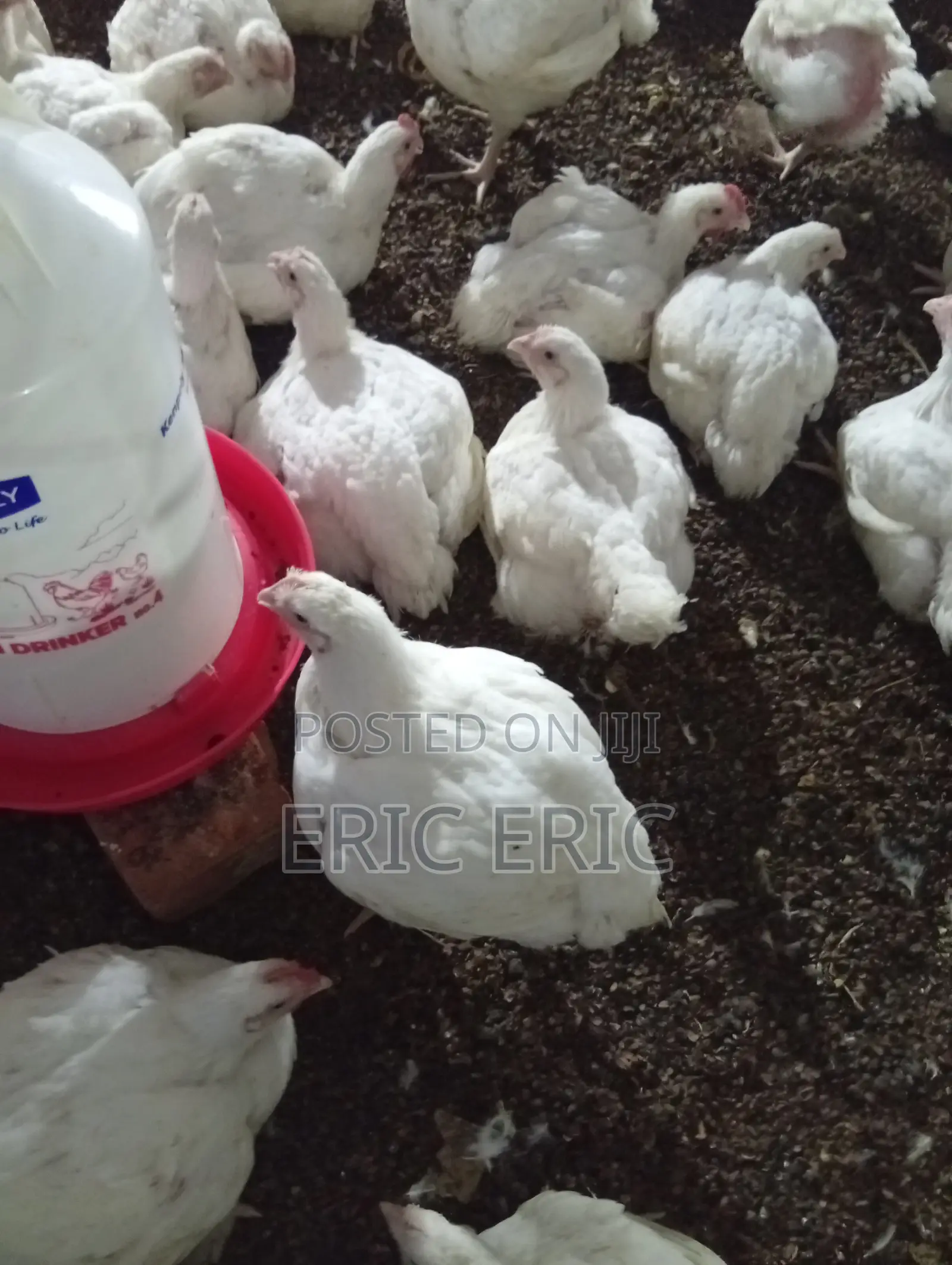 5 Weeks Old Broiler Chicken