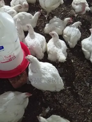 5 Weeks Old Broiler Chicken