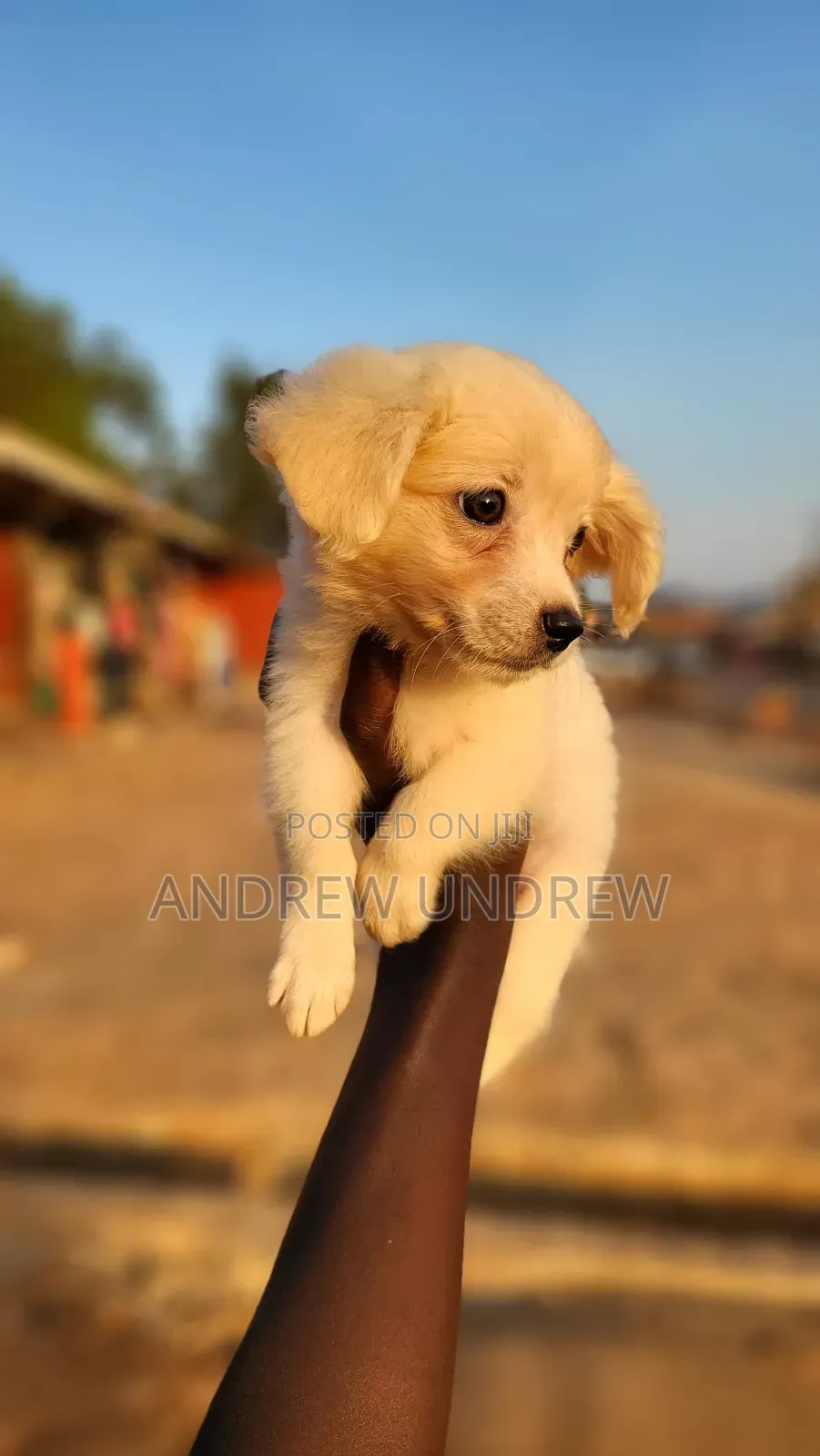 1-3 months Male Purebred Maltese
