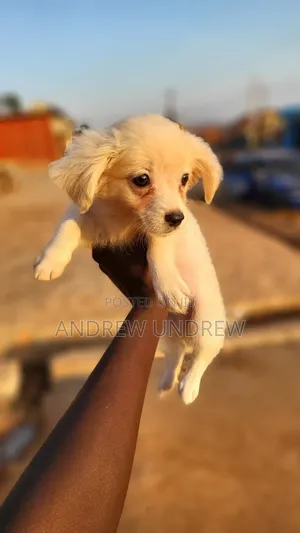 1-3 months Male Purebred Maltese