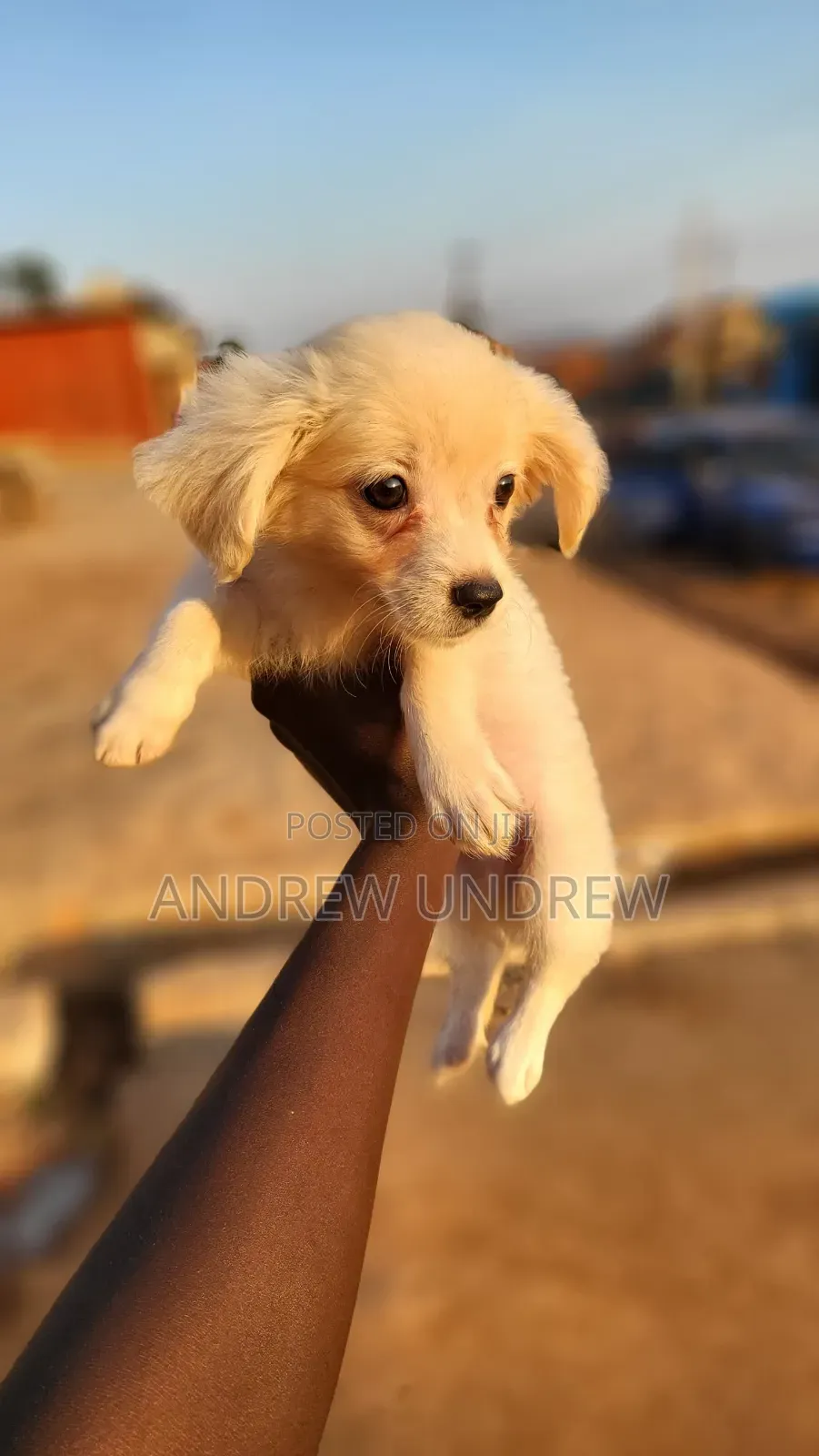 1-3 months Male Purebred Maltese