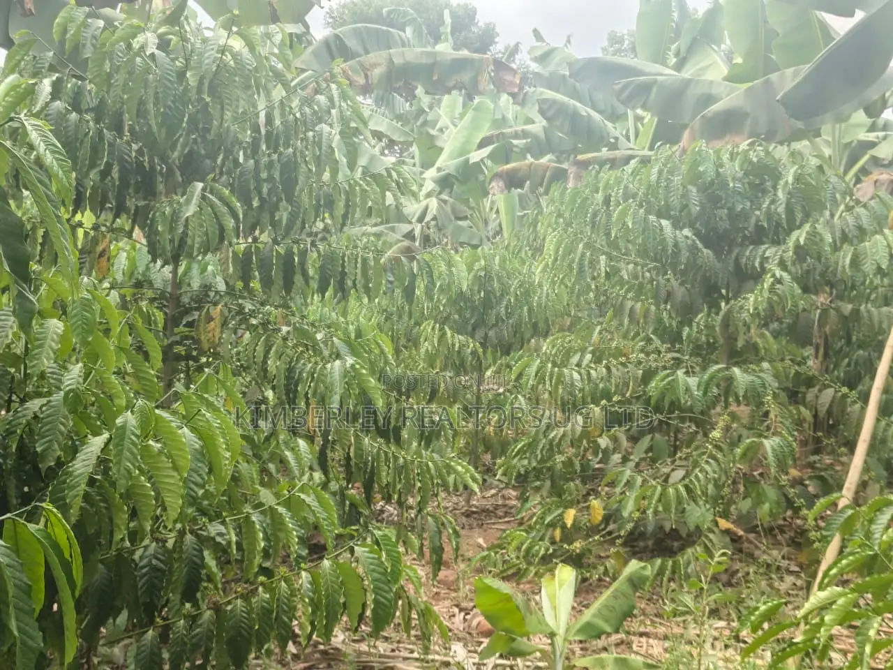 Coffee Matooke Plantation on Quick Sale – Mukono, Nakifuma