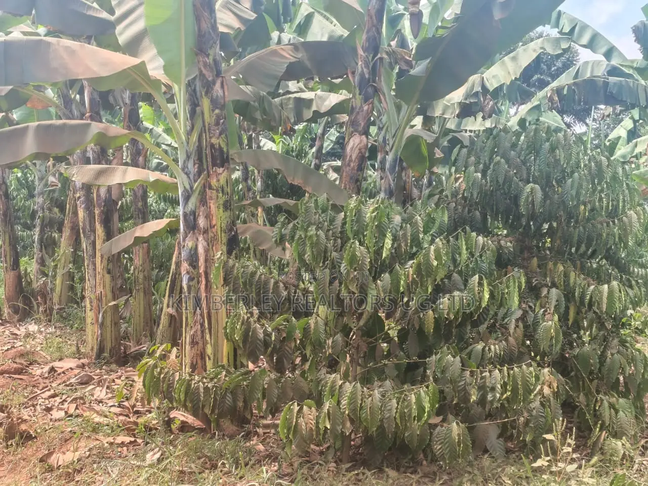 Coffee Matooke Plantation on Quick Sale – Mukono, Nakifuma