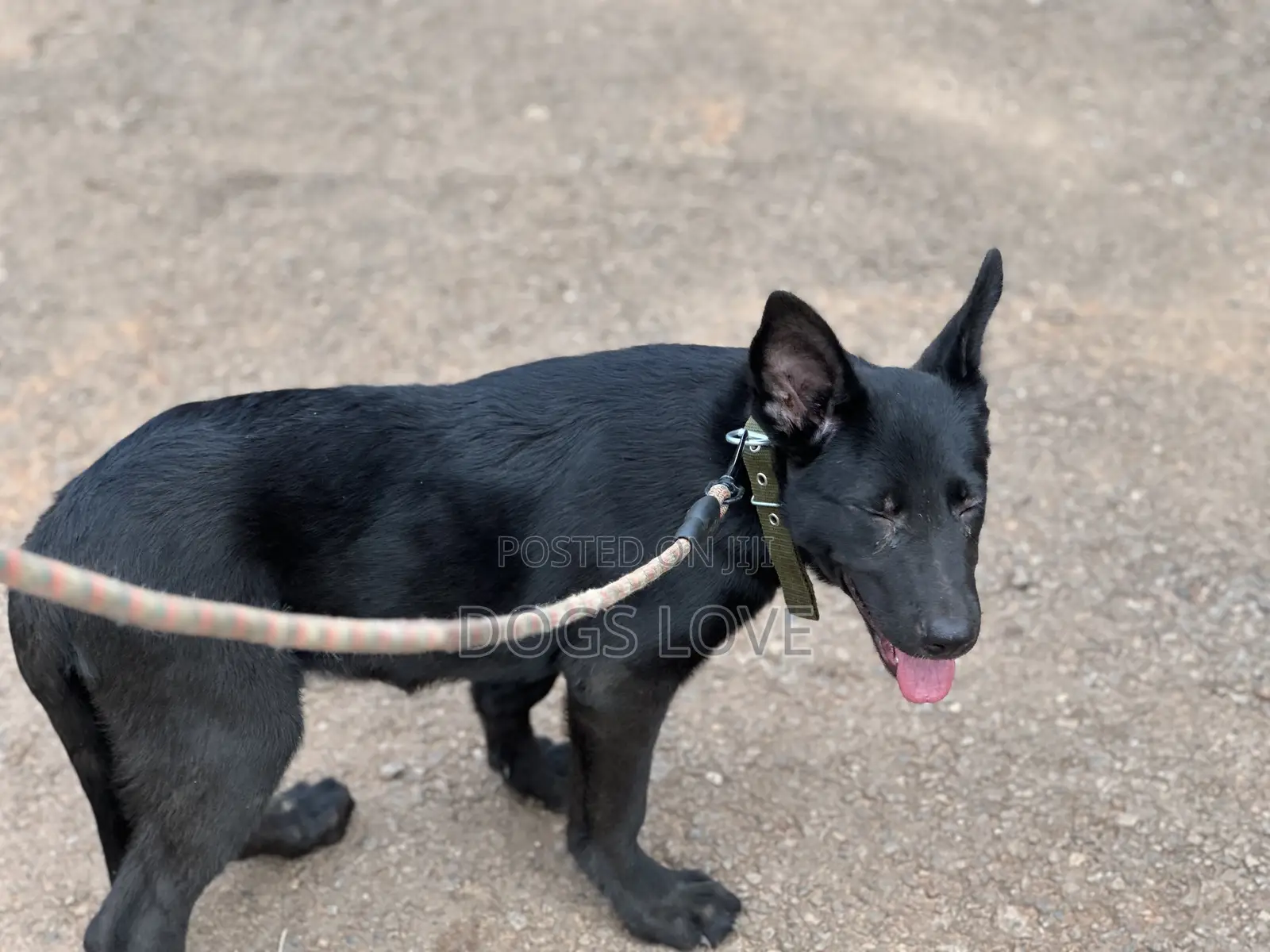 3-6 months Male Purebred German Shepherd