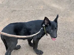 3-6 months Male Purebred German Shepherd