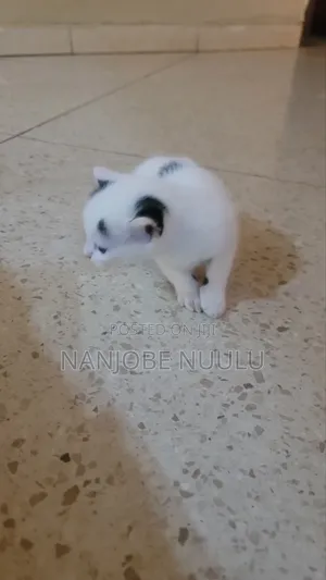 1-3 months Female Mixed Breed Exotic