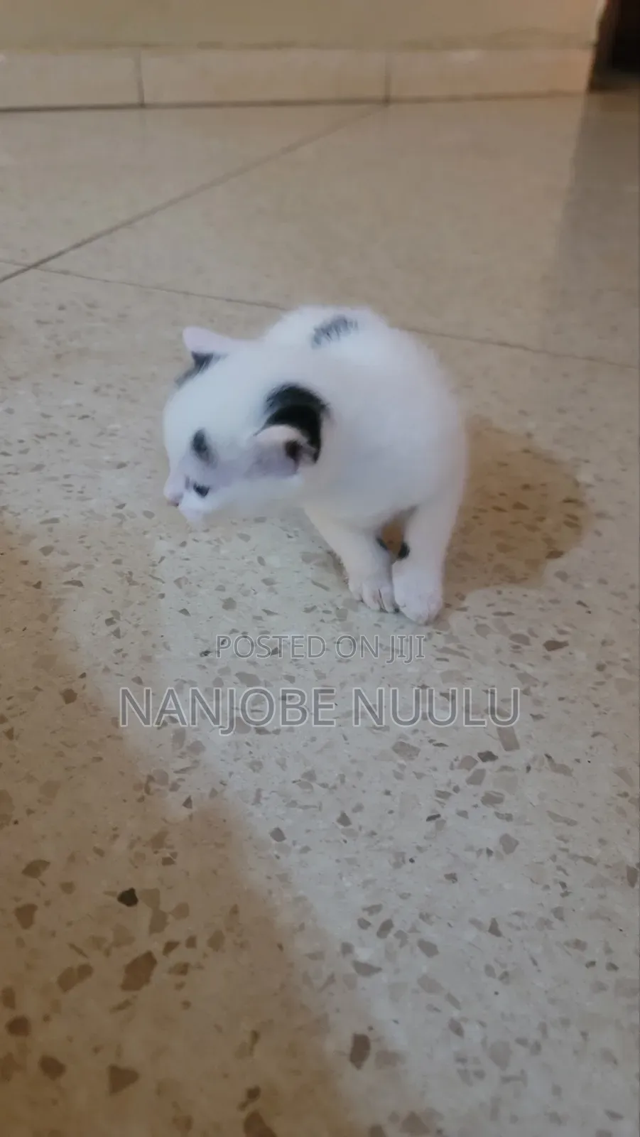 1-3 months Female Mixed Breed Exotic