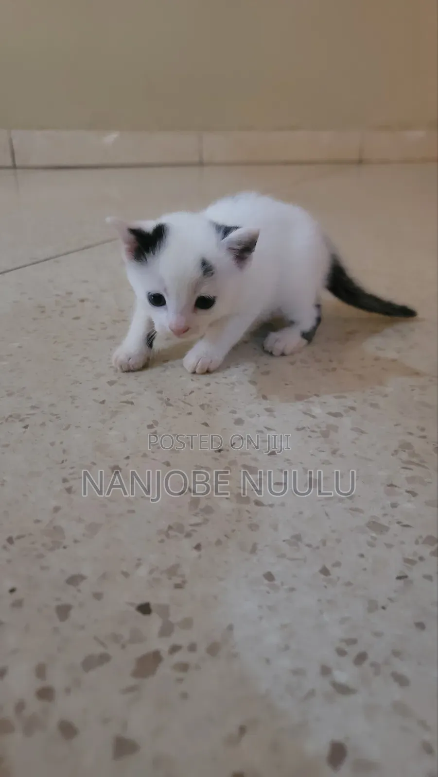 1-3 months Female Mixed Breed Exotic