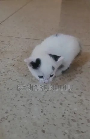 1-3 months Female Mixed Breed Exotic