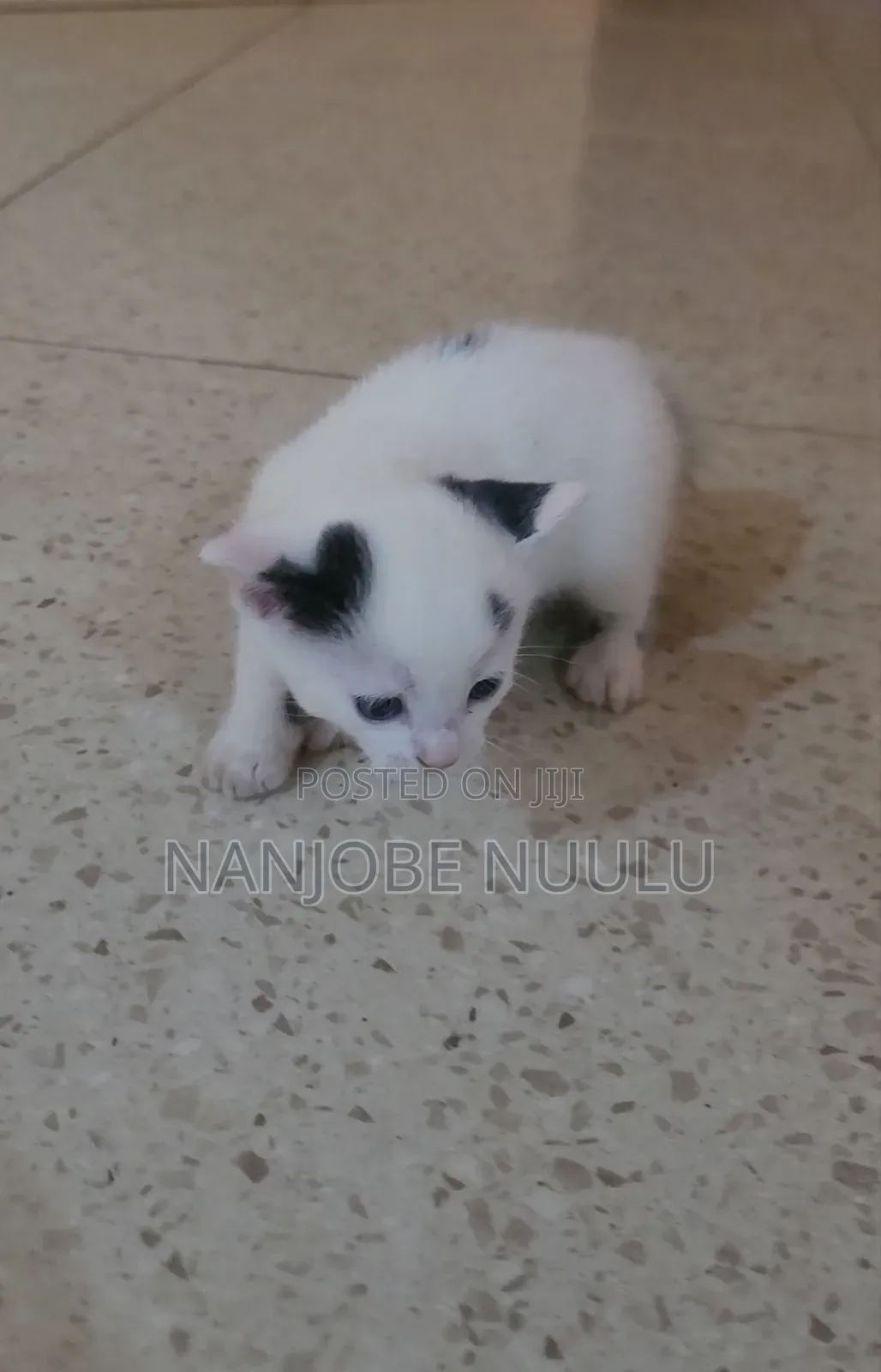 1-3 months Female Mixed Breed Exotic