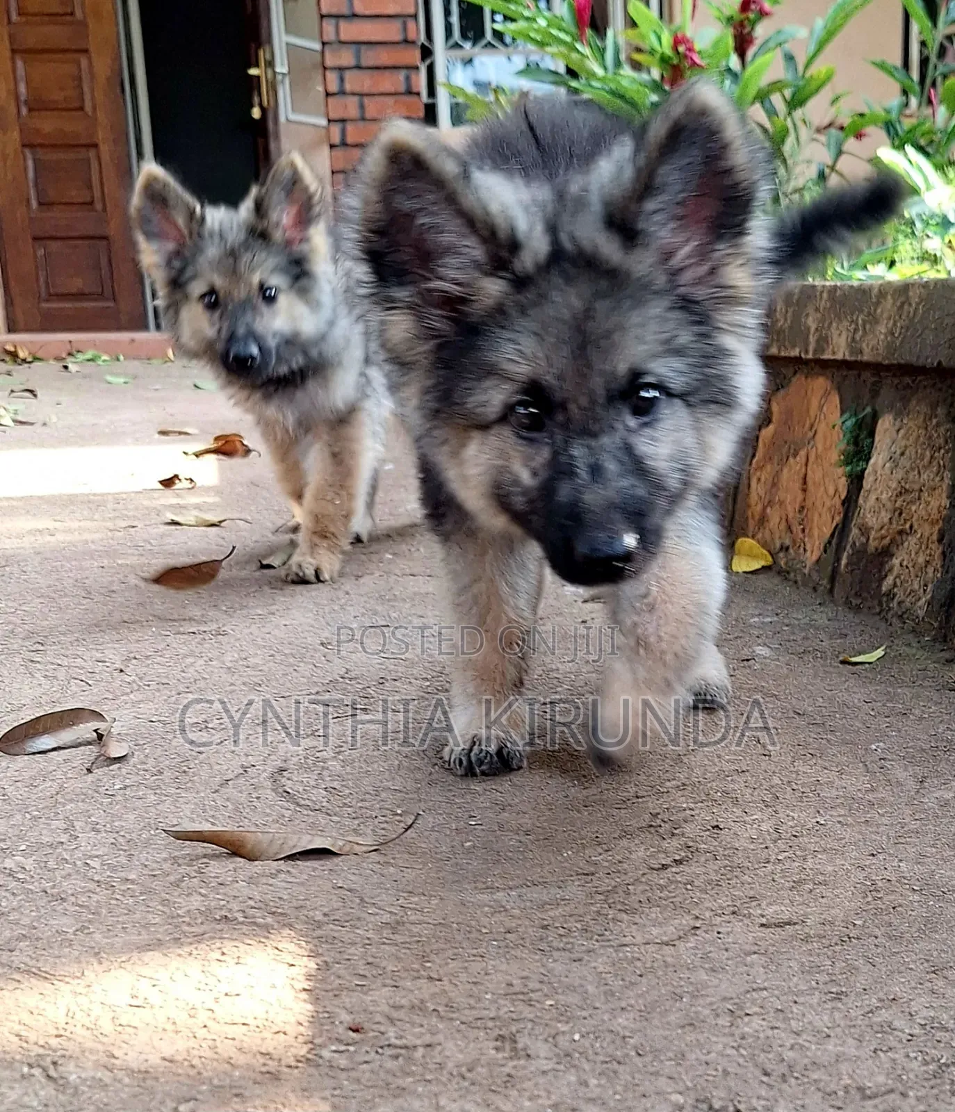 3-6 months Female Purebred German Shepherd