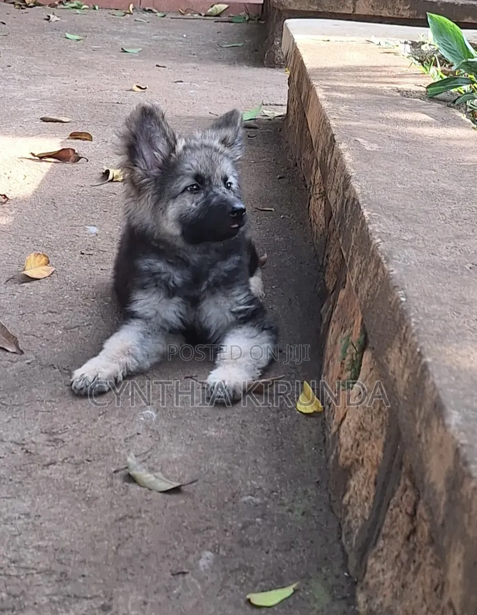 3-6 months Female Purebred German Shepherd