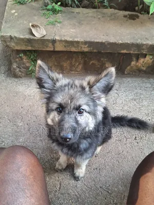 3-6 months Female Purebred German Shepherd