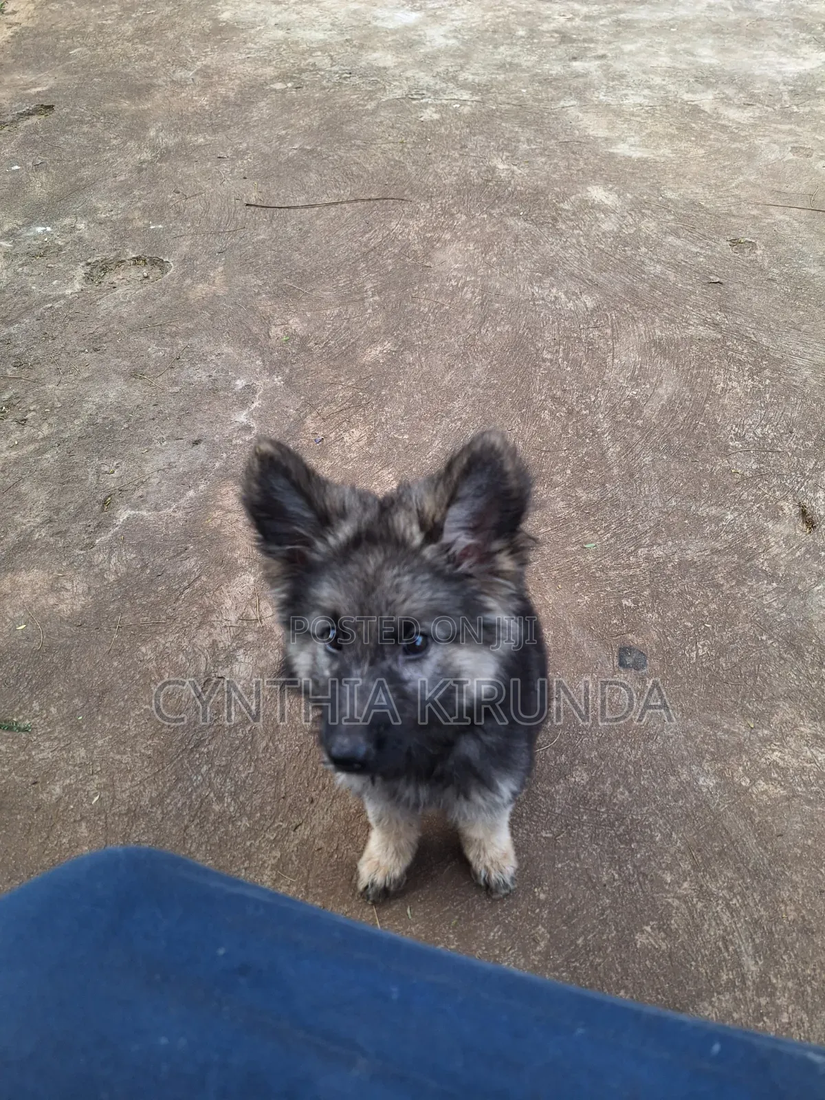 3-6 months Female Purebred German Shepherd