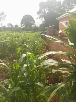 Land for Sale at Kasanje Ziba Road Size 1/5 Acres