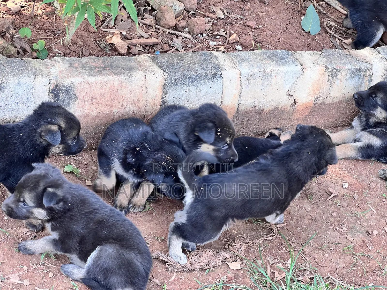 1-3 months Male Mixed Breed Rottweiler