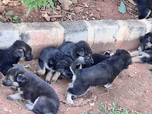 1-3 months Male Mixed Breed Rottweiler