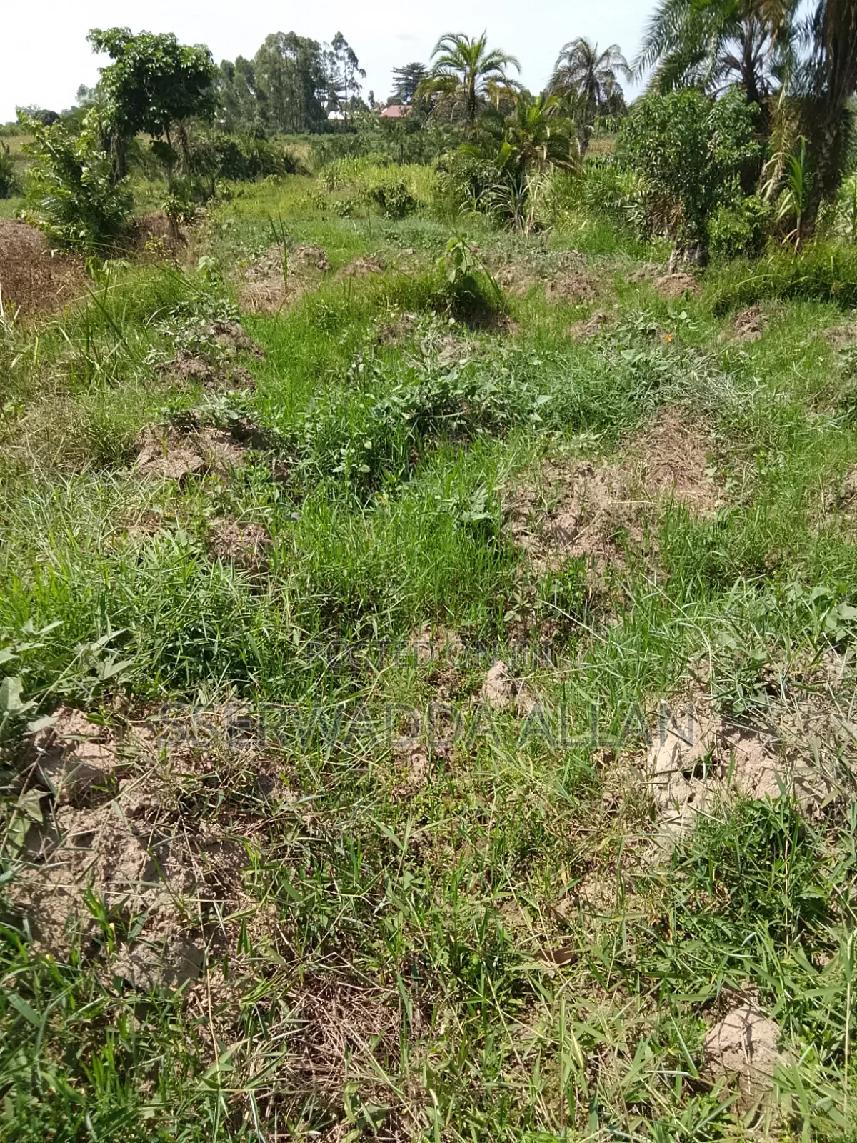 2 Acres in Buyala for Sale