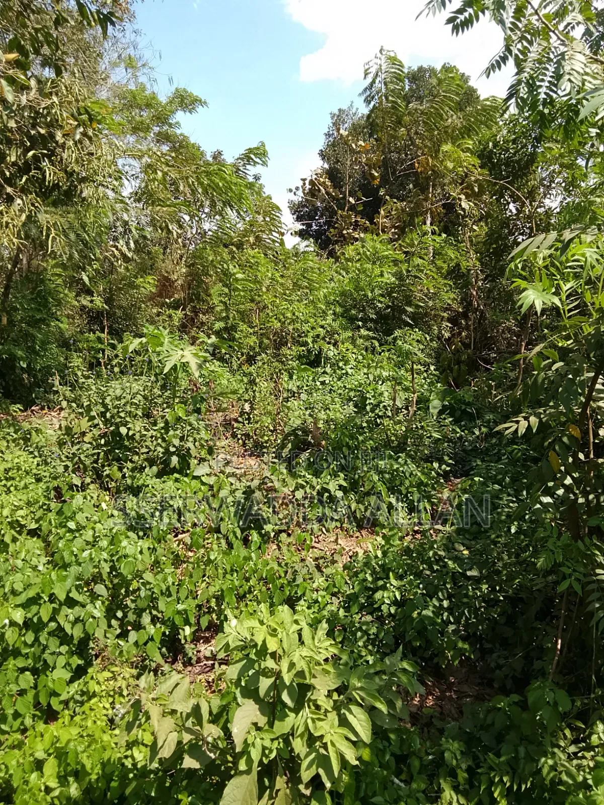 2 Acres in Buyala for Sale