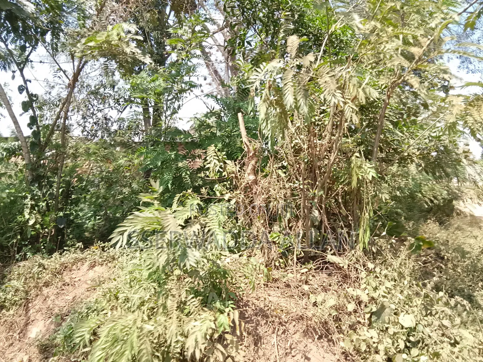 50 X 100ft Plot in Buyala for Sale