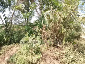 50 X 100ft Plot in Buyala for Sale