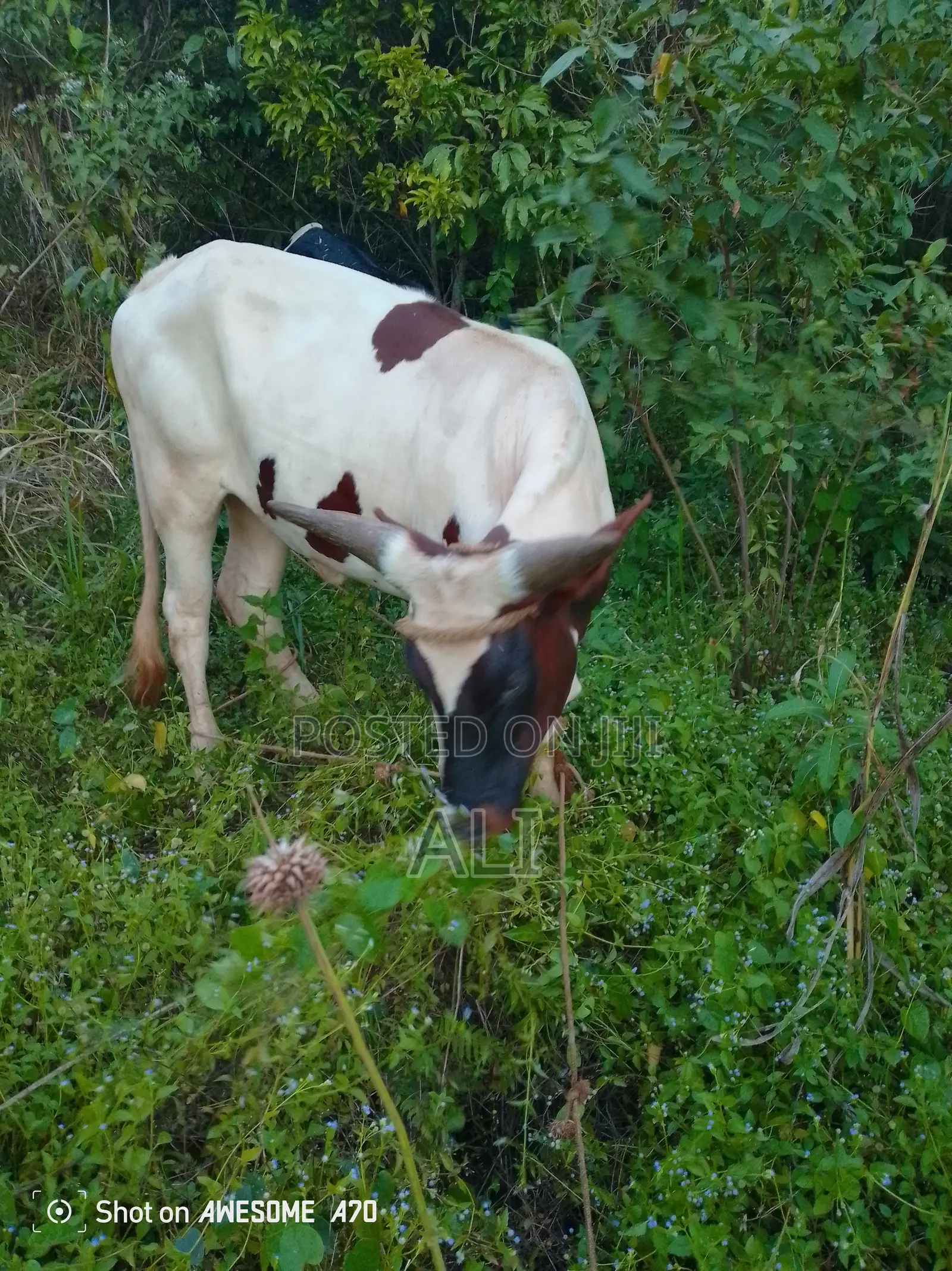 Ankole for 1.6yrs