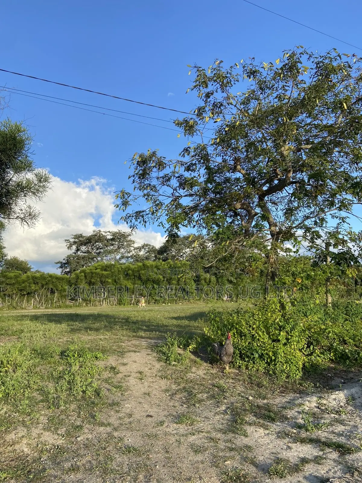 Fertile Agricultural Land For Sale – Zirobwe