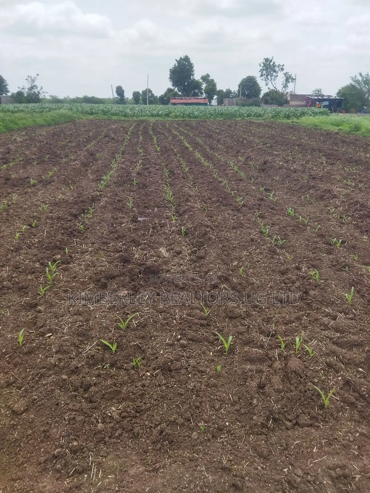 Prime Plot for Sale – Busika (Kalagala Town Estate)