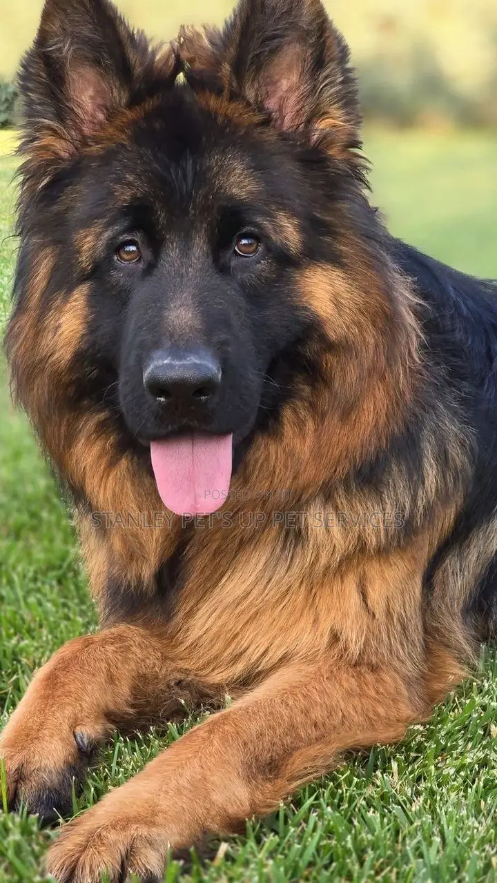 3-6 months Male Purebred German Shepherd
