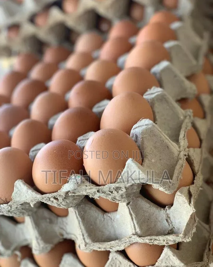 Fresh Farm Eggs