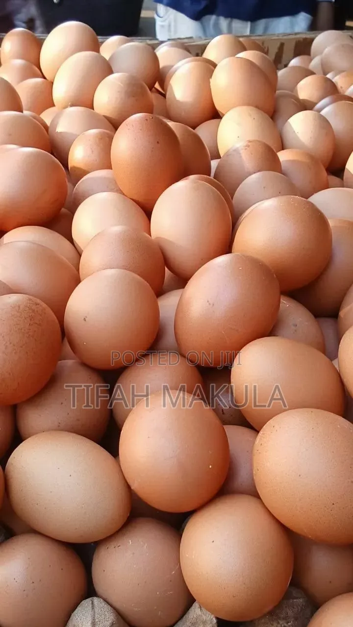 Fresh Farm Eggs