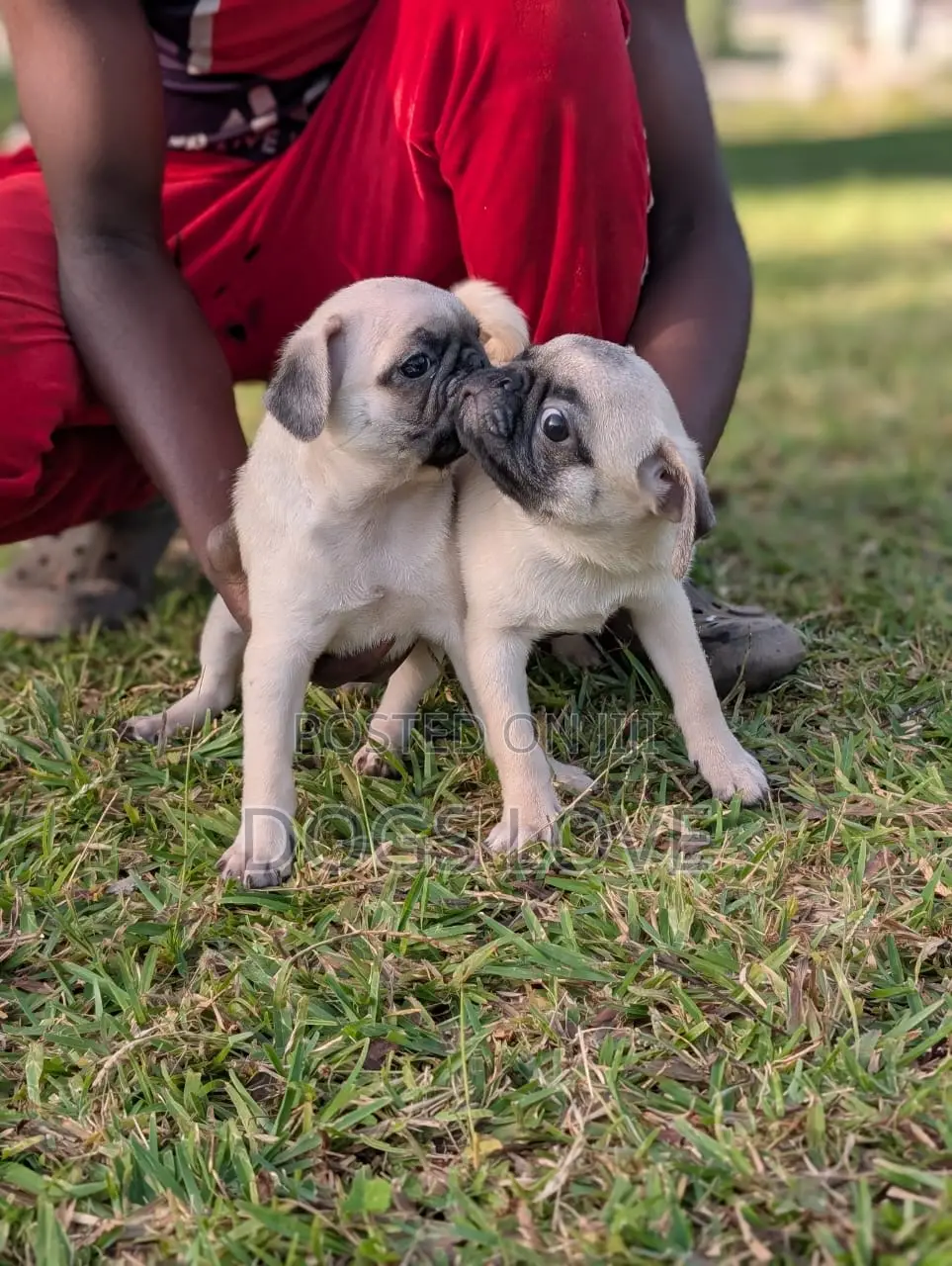 3-6 months Female Purebred Pug