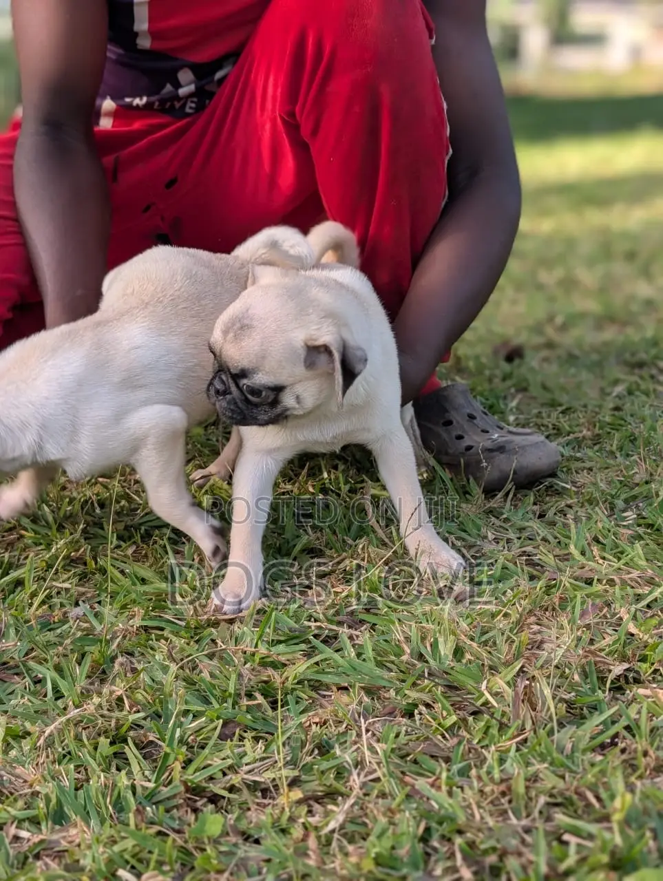 3-6 months Female Purebred Pug
