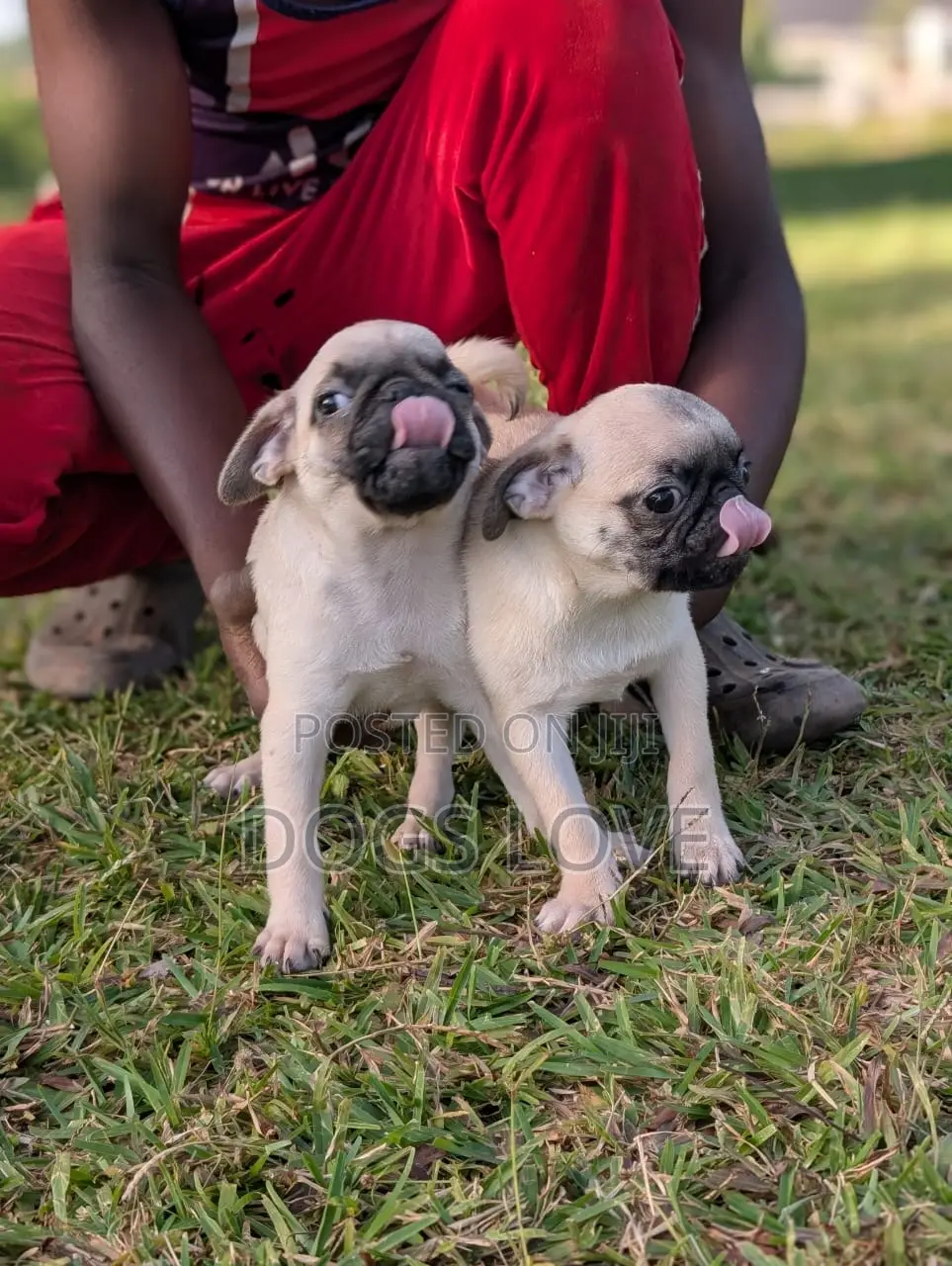 3-6 months Female Purebred Pug