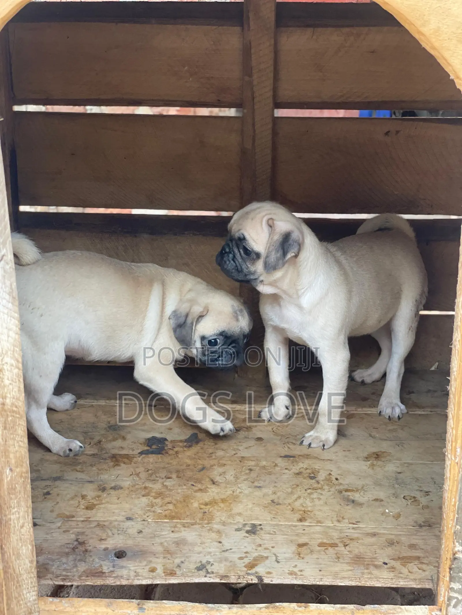 3-6 months Female Purebred Pug