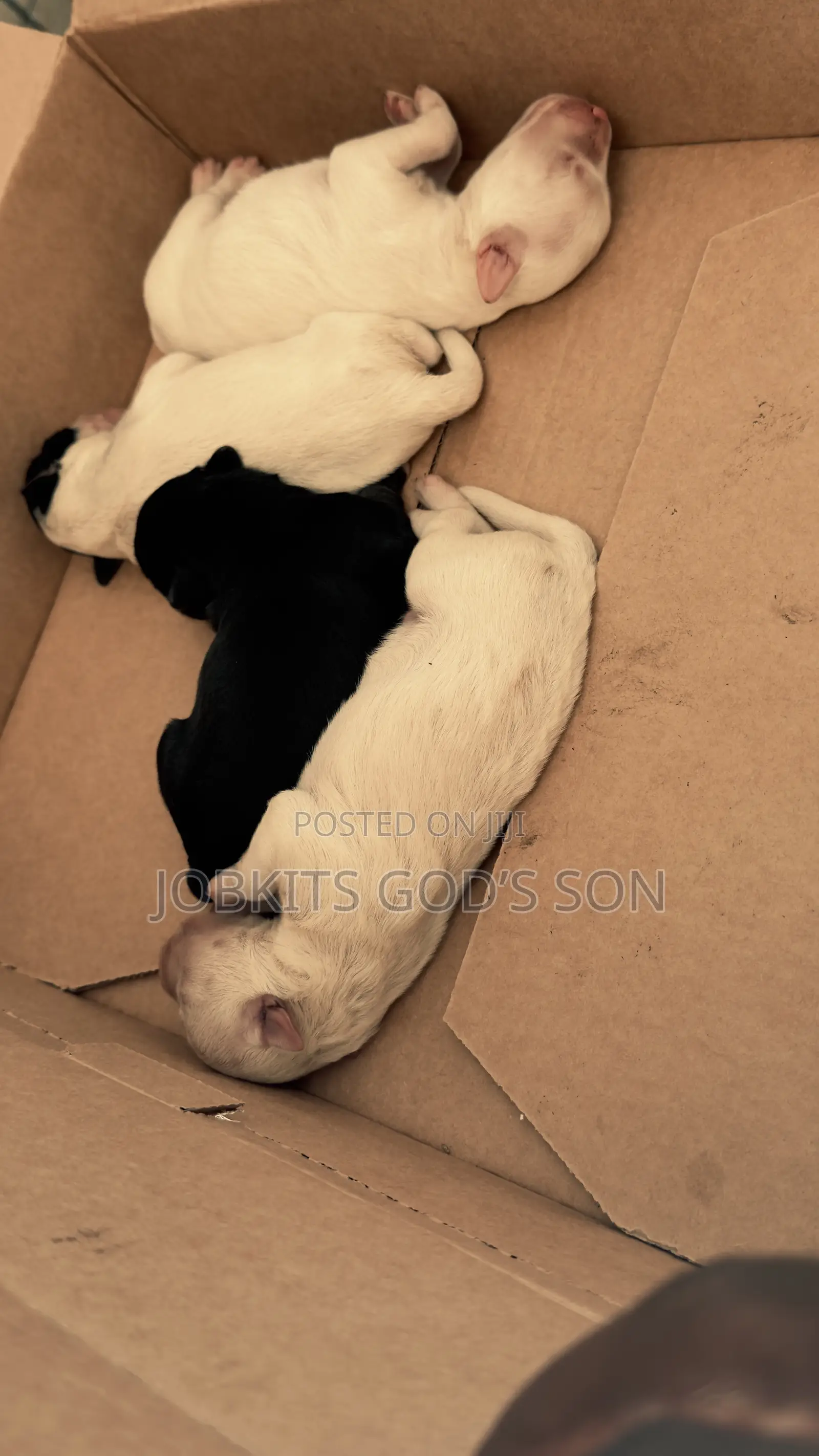 1-3 months Male Purebred Maltese