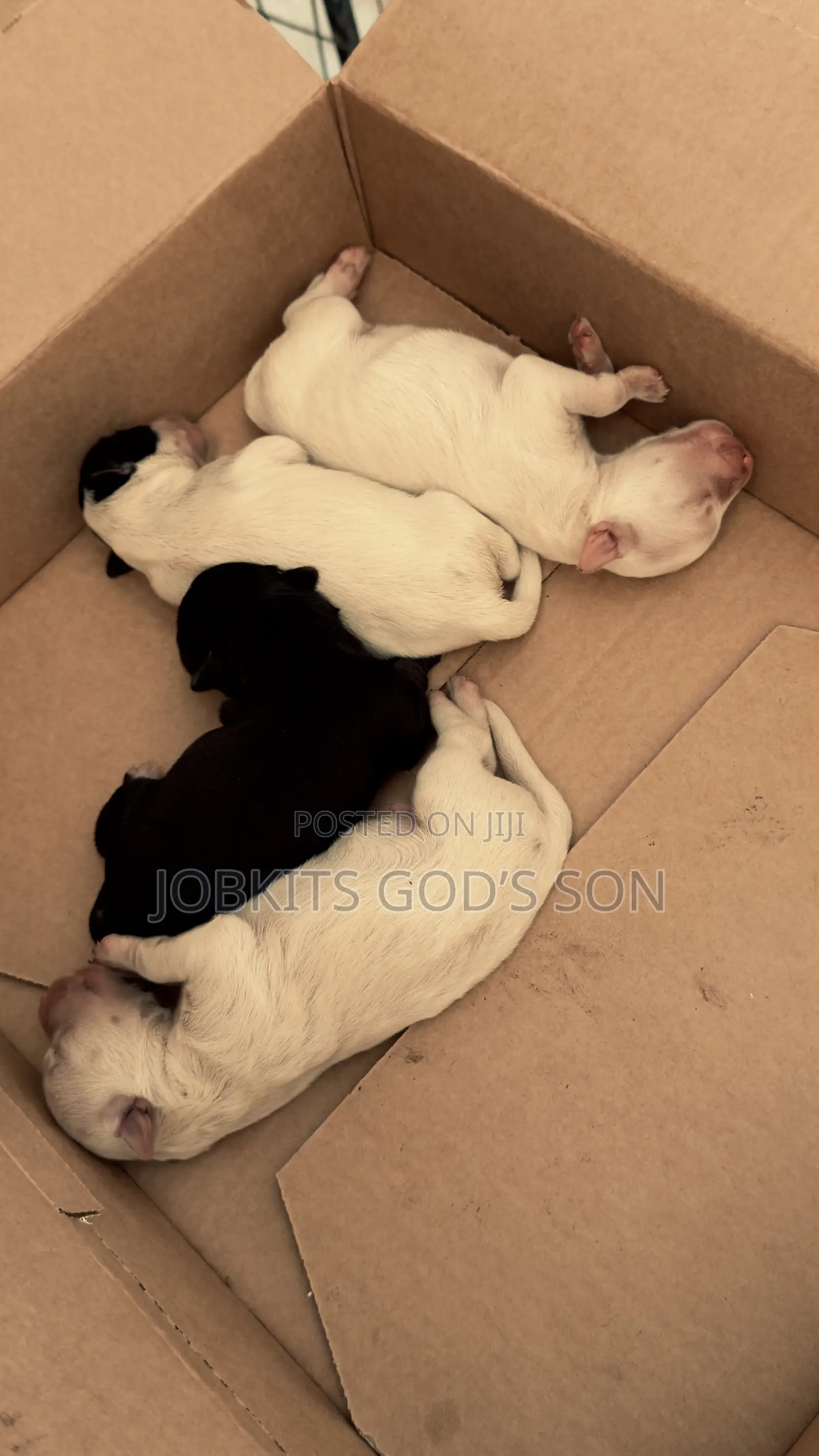 1-3 months Male Purebred Maltese